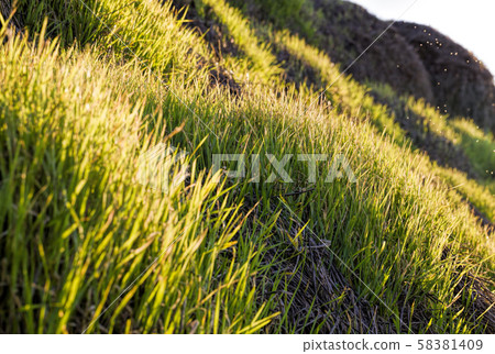 the young green wheat the young green wheat 58381409