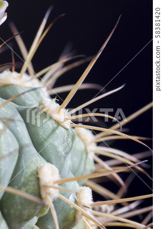needle cactus 58381420