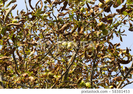 chestnut tree 58381453