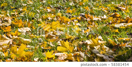 foliage lying on the ground foliage lying on the ground 58381454