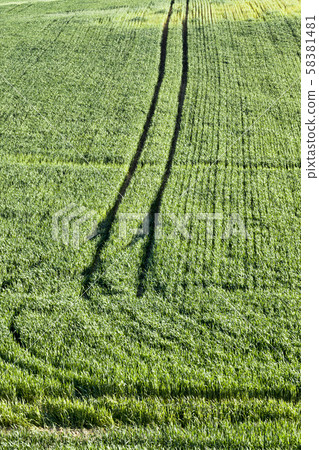 real organic green wheat field 58381481