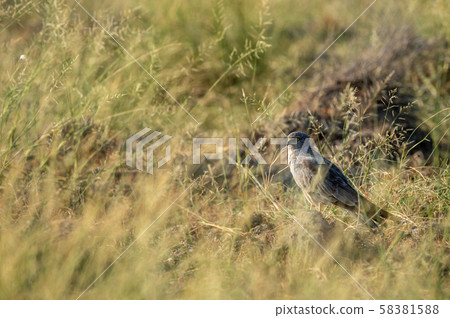 Montagu harrier or Circus pygargus male sitting on ground in background and foreground meadows of green grass field in winter migration time at tal chhapar blackbuck sanctuary, churu, rajasthan, India 58381588
