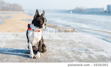 Boston Terrier puppy sitting in the winter scenery Boston Terrier puppy sitting in the winter scenery 58382001
