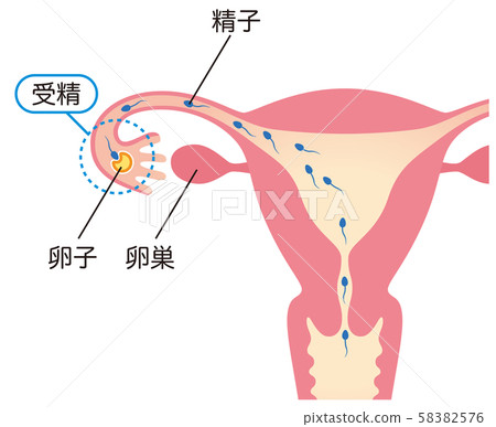 懷孕受精的機制 58382576