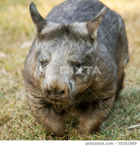 Southern Hairy-nosed Wombat Southern Hairy-nosed Wombat 58382989