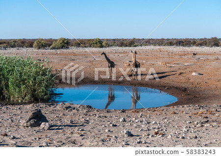 Giraffes in Etosha National Park 58383243
