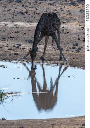 Giraffes in Etosha National Park Giraffes in Etosha National Park 58383290