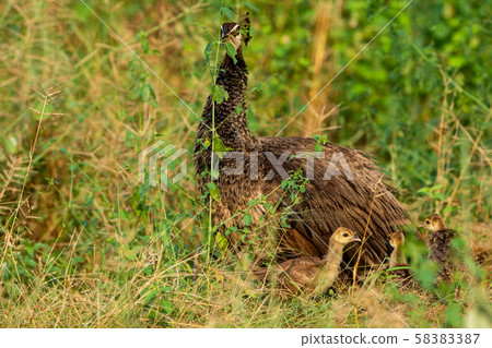 Loving, Caring and Protective mother peahen or female Peafowl with playful pea chicks or chicks trying their first fly. National Bird of india. Loving, Caring and Protective mother peahen or female Peafowl with playful pea chicks or chicks trying their first fly. National Bird of india. 58383387