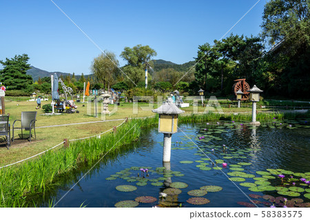 tropical water lily pond tropical water lily pond 58383575