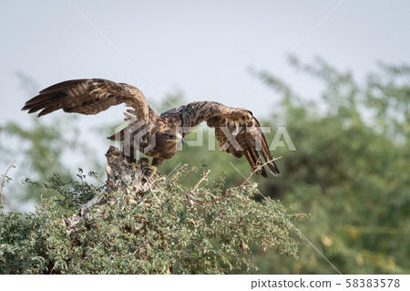 eagle, bird, steppe eagle 58383578