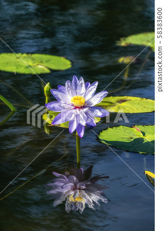lotus flower in semiwon garden 58383600