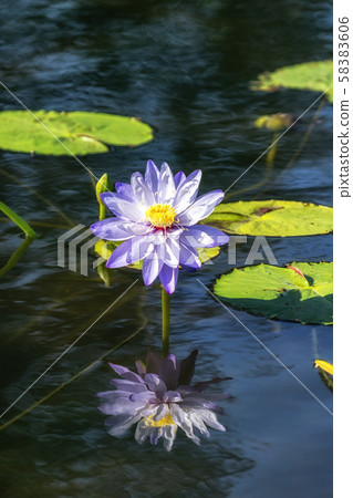 lotus flower in semiwon garden lotus flower in semiwon garden 58383606