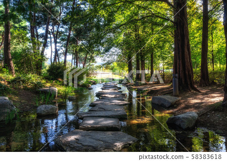 semiwon garden metasequoia trees semiwon garden metasequoia trees 58383618