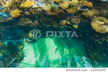 coral reef with many different fish 58383649