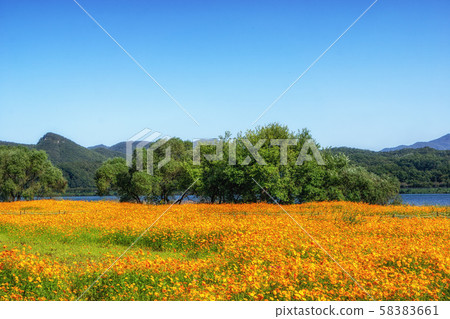 orange cosmos in garden of water 58383661