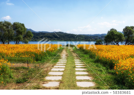 orange cosmos trail garden of water 58383681