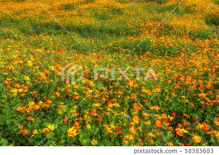 orange cosmos garden of water 58383683