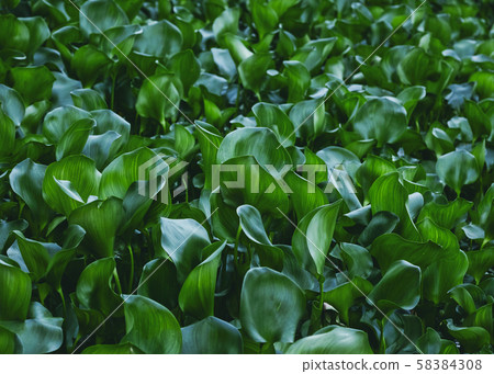 Green Leaf plant Forest Outdoor Nature Background 58384308