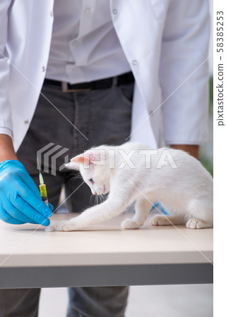 Young male doctor examining sick cat Young male doctor examining sick cat 58385253