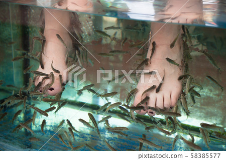 Doctor fish cleaning feet. Garra rufa Doctor fish cleaning feet. Garra rufa 58385577
