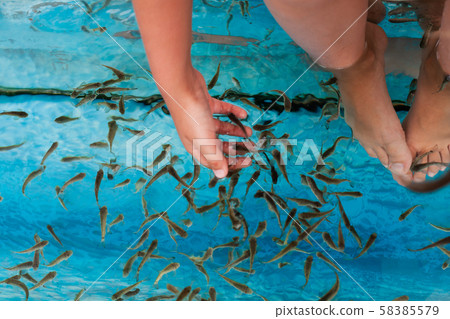 Doctor fish flock is in a spa aquarium Doctor fish flock is in a spa aquarium 58385579