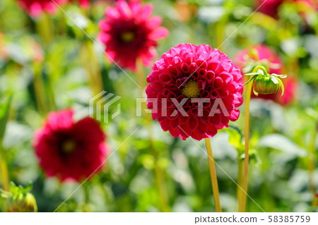 Backlit dahlia in Umami Hill Park 58385759