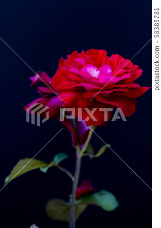 Image of sexy roses 2 Rose flowers with sexy impressions Roses with adult impressions 58385781