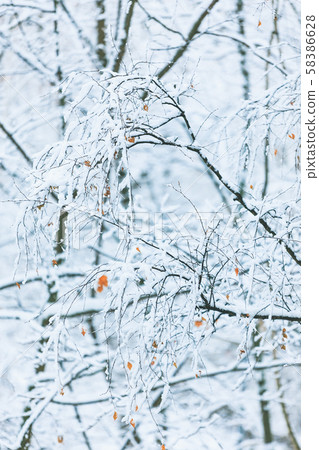 Winter snowy day 58386628