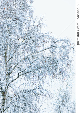 Winter snowy day Winter snowy day 58386629