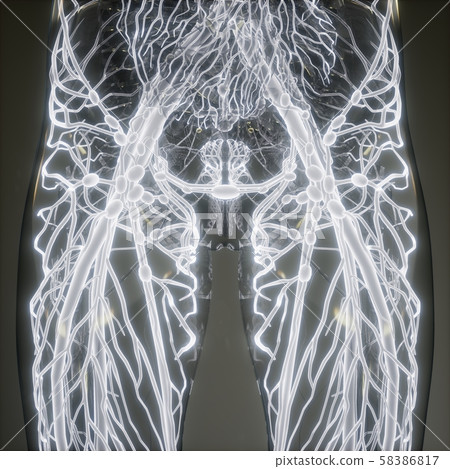 Blood Vessels of Human Body 58386817