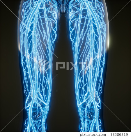 Blood Vessels of Human Body 58386819