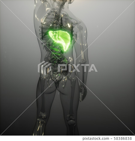 Human Liver Radiology Exam 58386838
