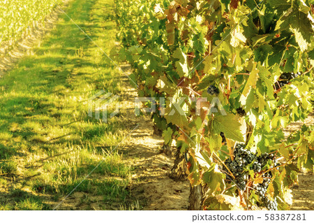 Wine grapes at a sunny vineyard right before the autumn harvest, toned image, selective focus 58387281