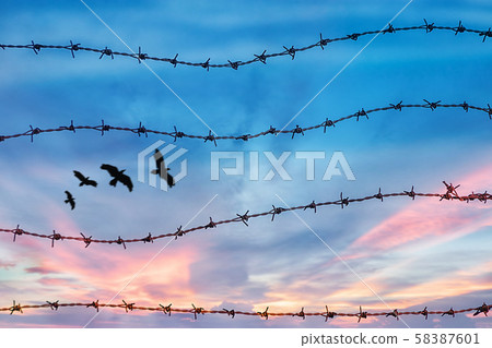 freedom and human rights concept. silhouette of free bird flying in the sky behind barbed wire with sunset background 58387601