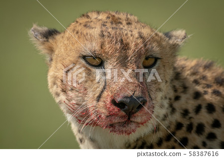 Close-up of blood-stained cheetah turning its head Close-up of blood-stained cheetah turning its head 58387616