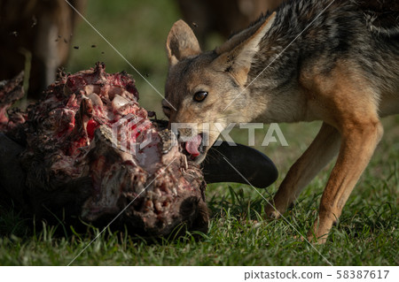 Close-up of black-backed jackal chewing wildebeest 58387617