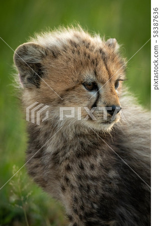 Close-up of cheetah cub sitting looking right Close-up of cheetah cub sitting looking right 58387636