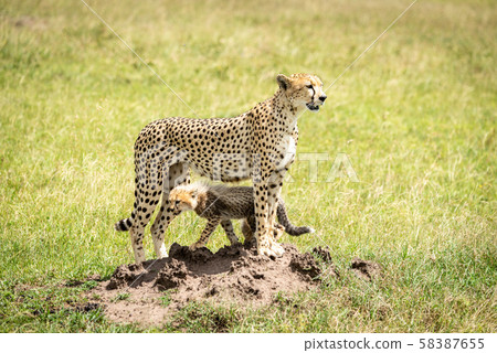 Cheetah stands on termite mound with cub 58387655