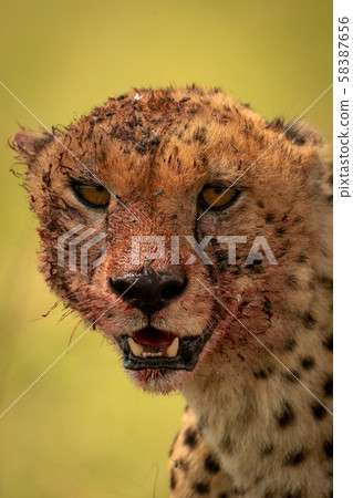 Close-up of bloody cheetah head and shoulders Close-up of bloody cheetah head and shoulders 58387656