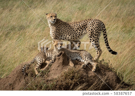 Cheetah stands on termite mound with family Cheetah stands on termite mound with family 58387657
