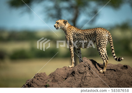 Cheetah stands on termite mound in profile Cheetah stands on termite mound in profile 58387658