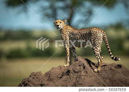 Cheetah stands on termite mound turning head Cheetah stands on termite mound turning head 58387659