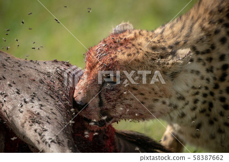 Close-up of cheetah feeding surrounded by flies Close-up of cheetah feeding surrounded by flies 58387662