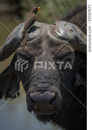 Close-up of Cape buffalo and yellow-billed Close-up of Cape buffalo and yellow-billed 58387671