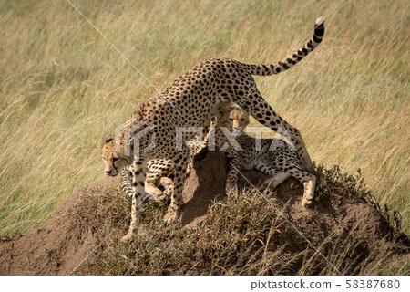 Cheetah walks from cubs on termite mound Cheetah walks from cubs on termite mound 58387680
