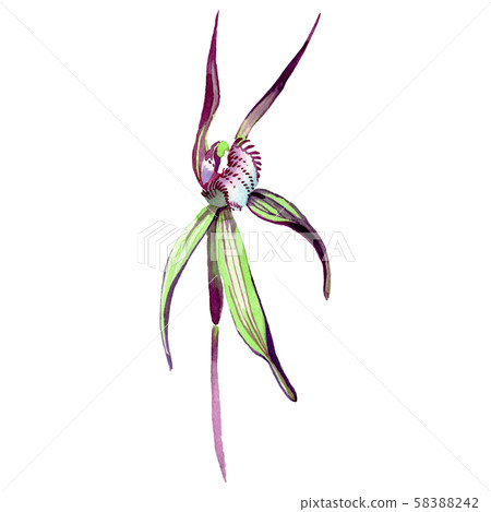WEild orchid floral botanical flower. Watercolor background illustration set. Isolated flowers 58388242