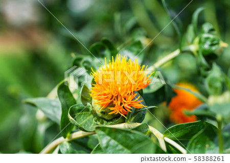 Safflower flowers in a field Safflower flowers in a field 58388261