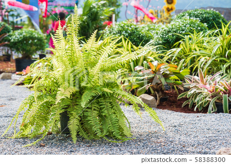 Fern plant on the pebble ground 58388300