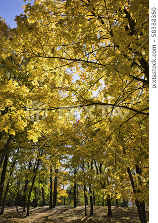 beautiful tree crown 58388360