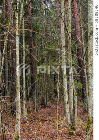 end of autumn 58388546